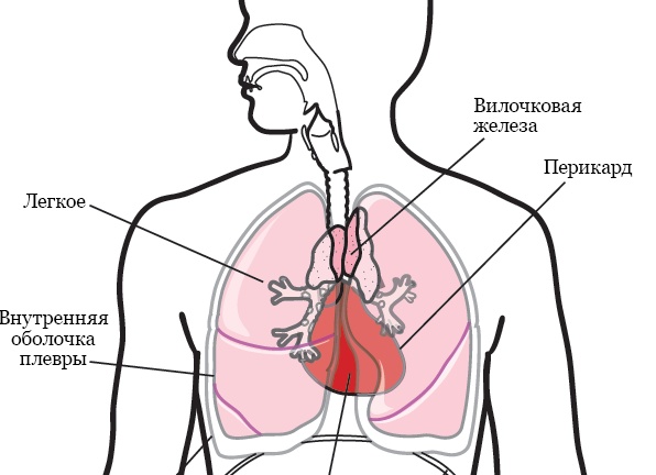 Исследователь долголетия назвал 4 привычки, которые могут продлить молодость