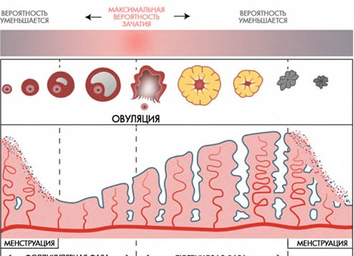 Можно ли забеременеть во время месячных