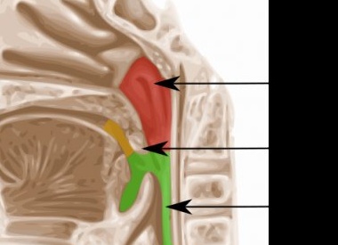11 популярных советов, которые не спасут вас от коронавируса
