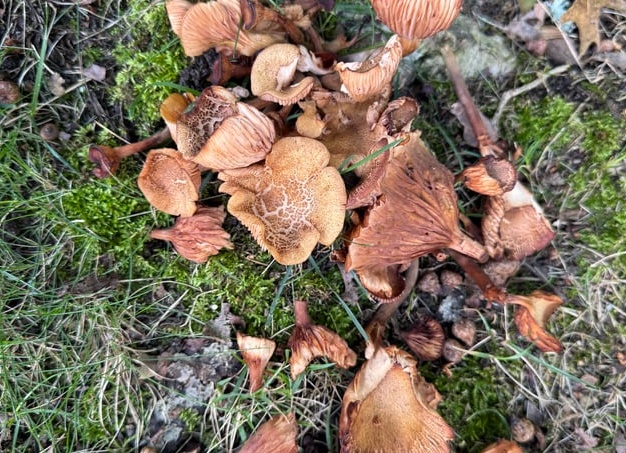 Ждёт ли человечество вымирание из-за грибка Candida auris, который распространяется в США