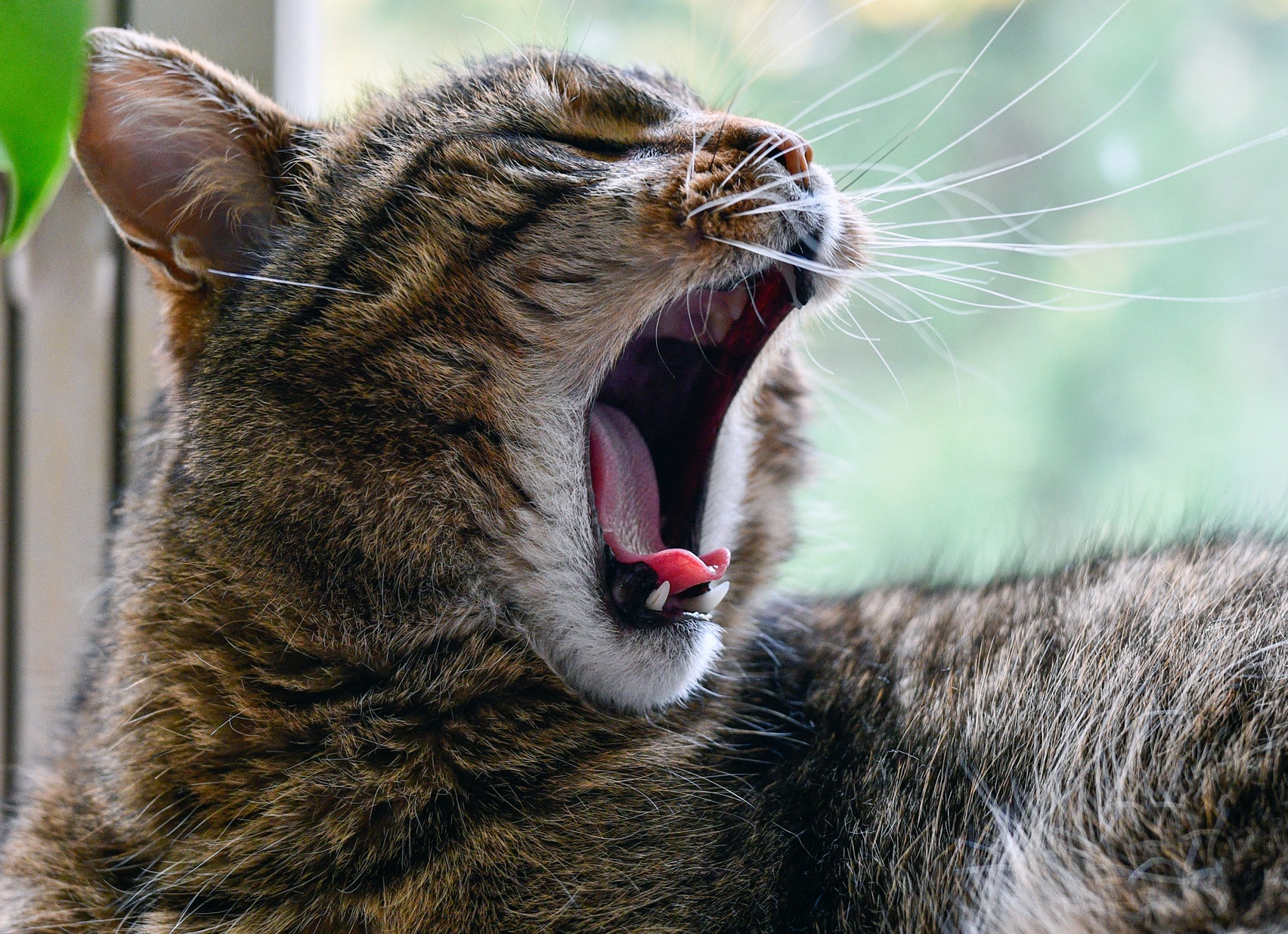 10 забавных фактов о зевоте