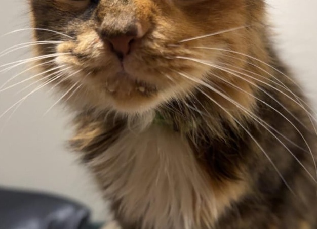 Нужны ли вам хондропротекторы